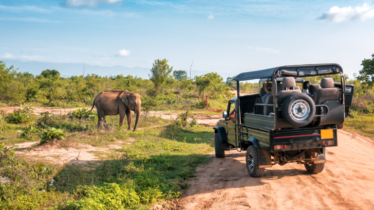 Safari África do Sul